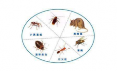 最有效滅白蟻方法如何消滅臭蟲